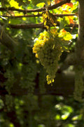 vine grapes harvest 2 1980s 1990s A4 Photo Print