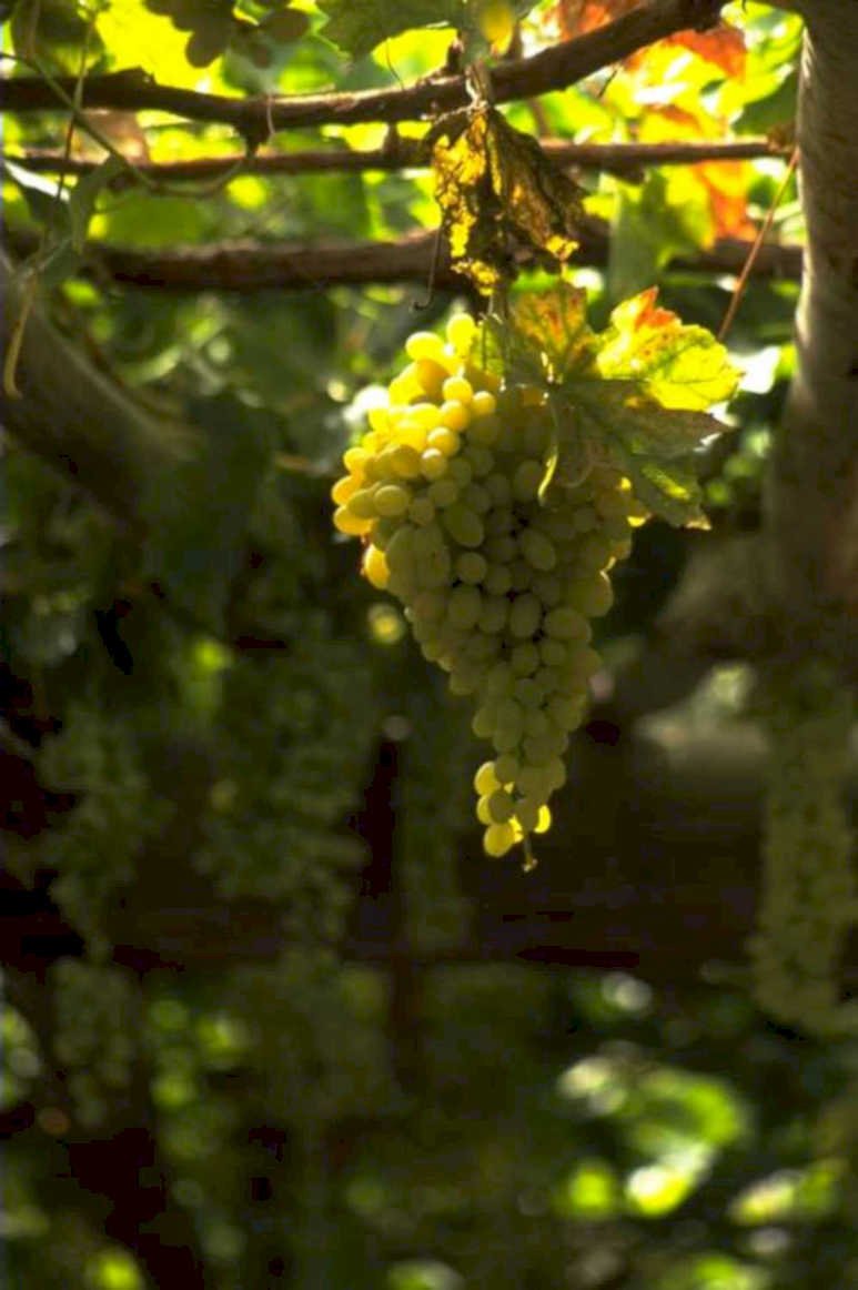 vine grapes harvest 2 1980s 1990s A4 Photo Print