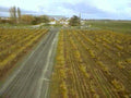 vineyard autumn landscape1980s 1990s A4 Photo Print