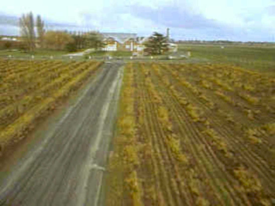 vineyard autumn landscape1980s 1990s A4 Photo Print