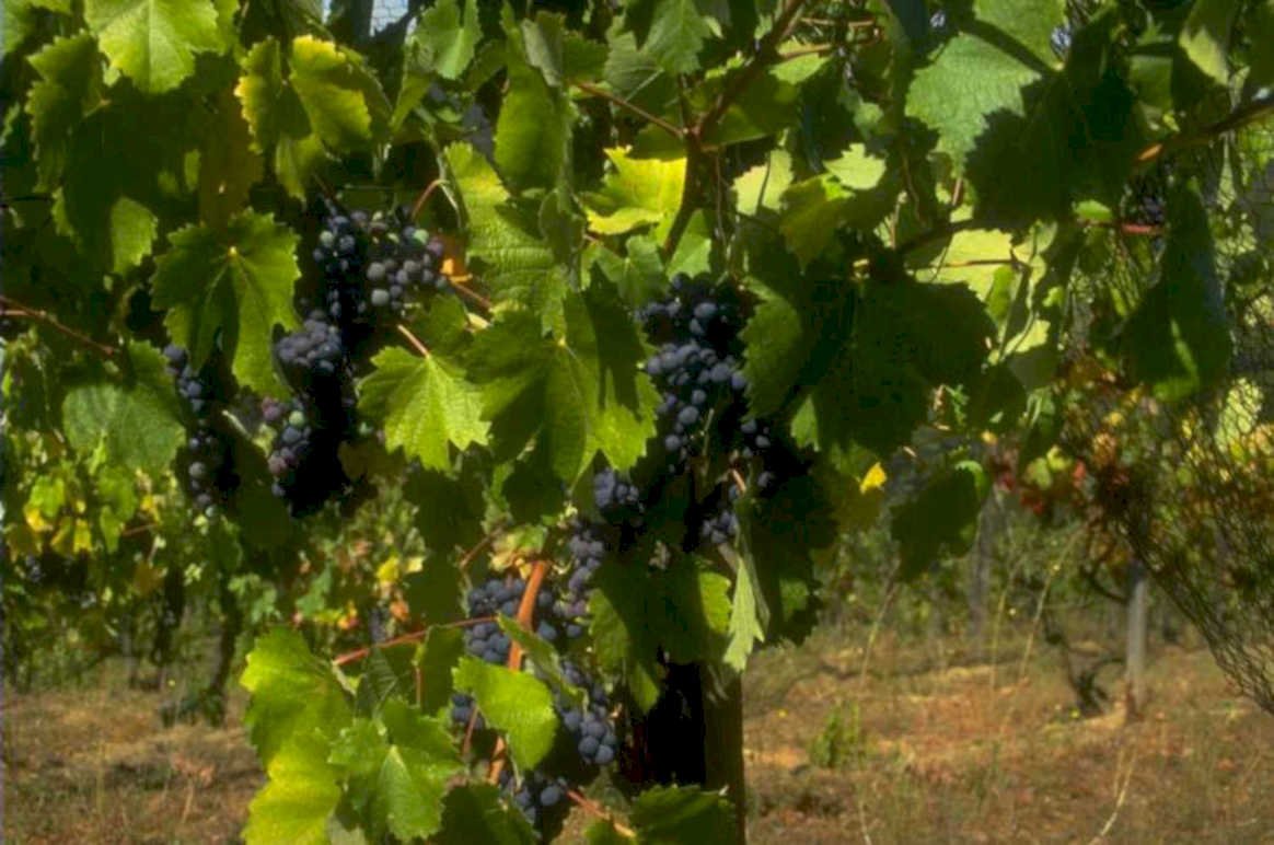 vineyard grapes purple 1980s 1990s A4 Photo Print