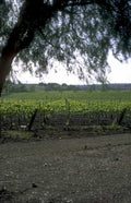 vineyard grapevines hills 1980s 1990s A4 Photo Print