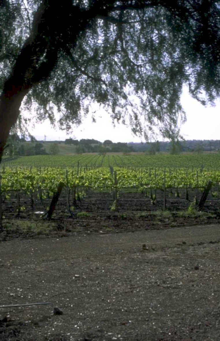 vineyard grapevines hills 1980s 1990s A4 Photo Print