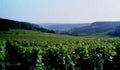vineyard grapevines hills1980s 1990s A4 Photo Print