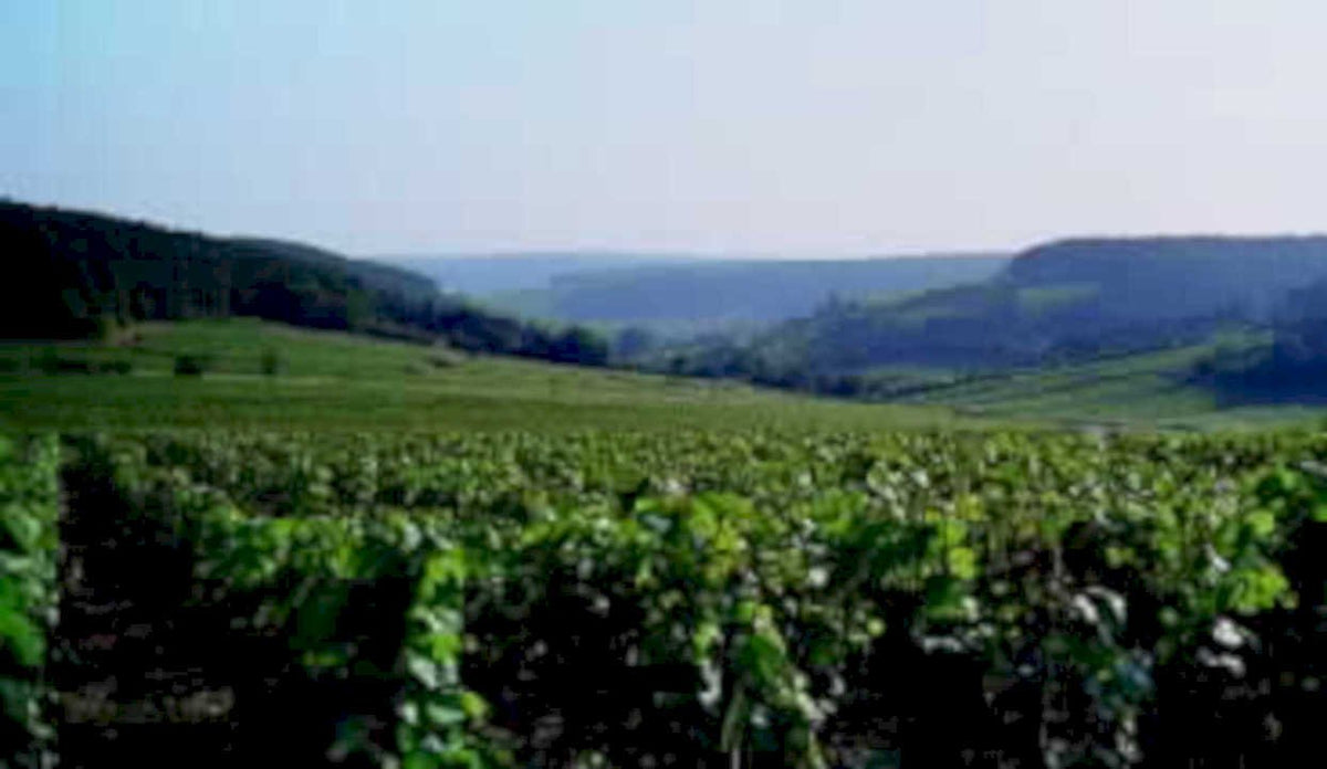 vineyard grapevines hills1980s 1990s A4 Photo Print
