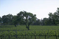 vineyard grapevines oak 1980s 1990s A4 Photo Print
