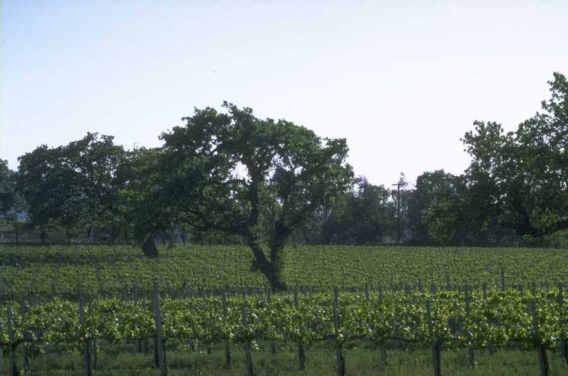 vineyard grapevines oak 1980s 1990s A4 Photo Print