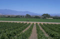 vineyard landscape california 1980s 1990s A4 Photo Print