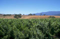 vineyard landscape sonoma 1980s 1990s A4 Photo Print