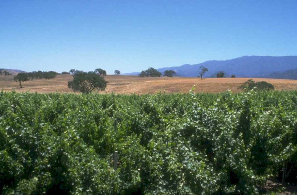 vineyard landscape sonoma 1980s 1990s A4 Photo Print