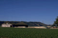 vineyard napa hills 1980s 1990s A4 Photo Print