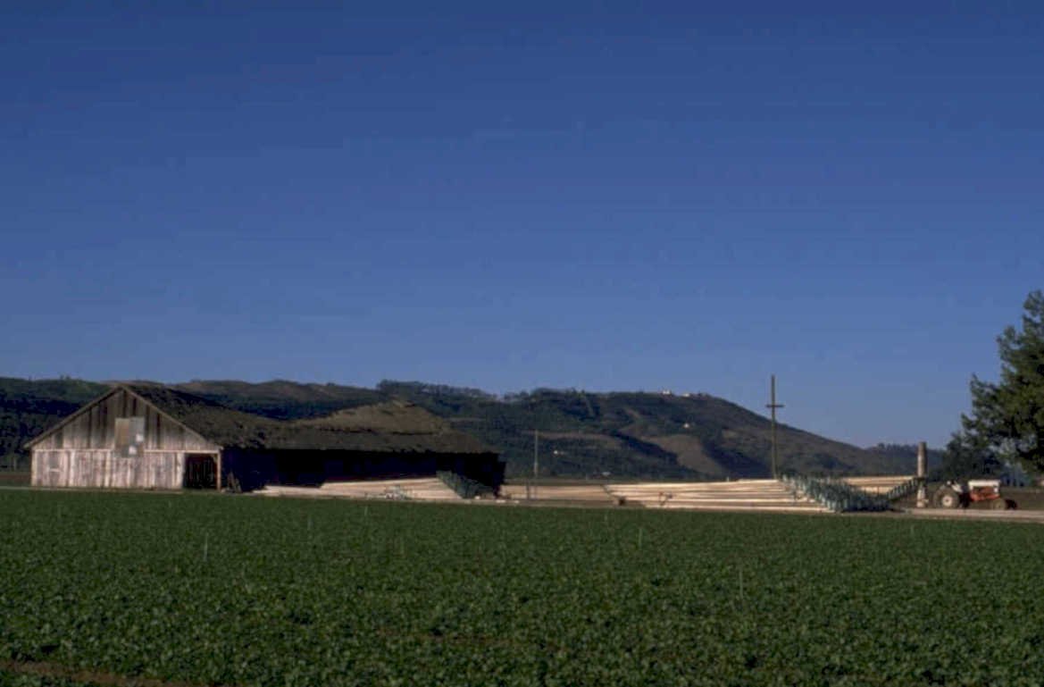 vineyard napa hills 1980s 1990s A4 Photo Print