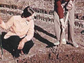 vineyard people grapevines1980s 1990s A4 Photo Print