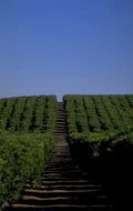 vineyard rows gravel 1980s 1990s A4 Photo Print