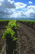 vineyard rows hills A4 Photo Print