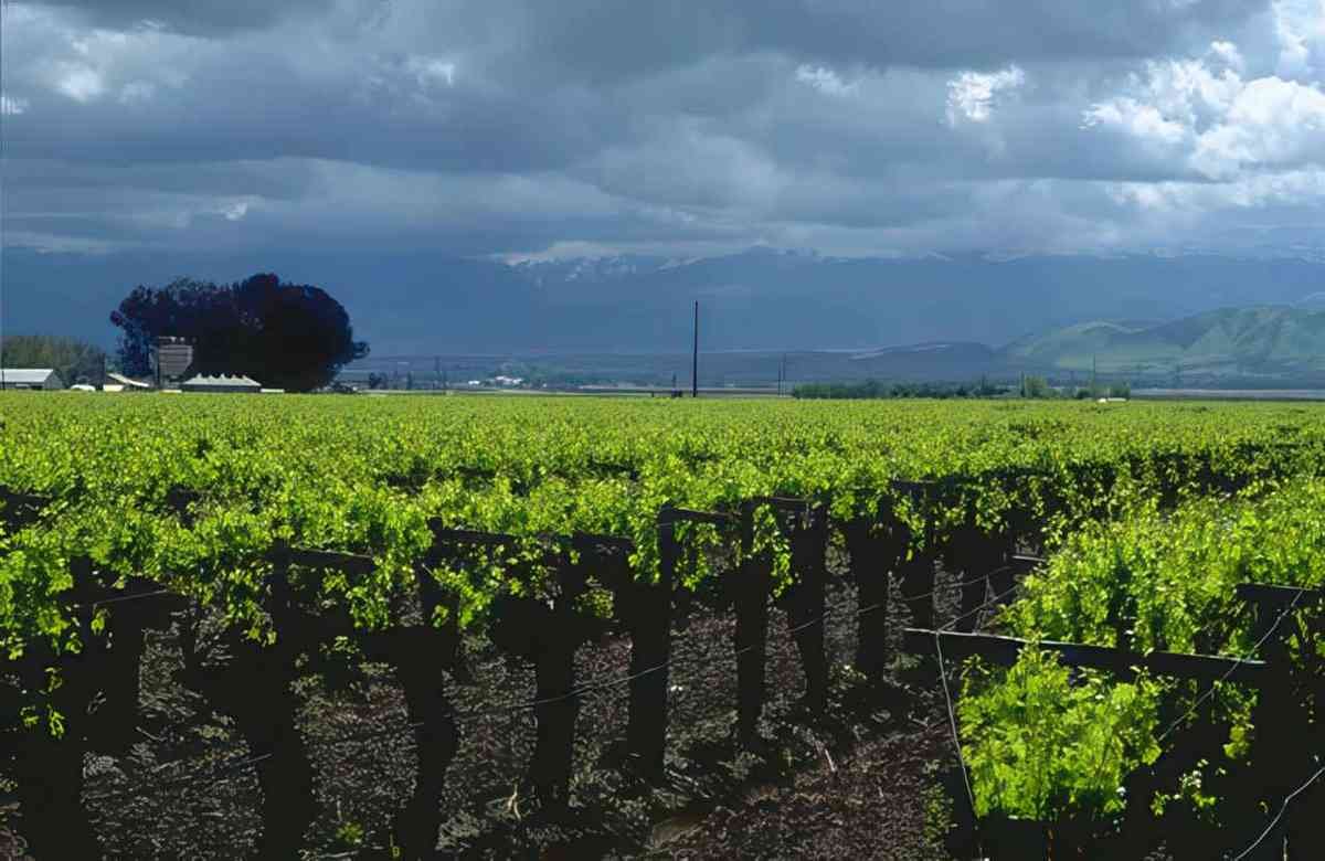 vineyard spring mountains GIGA 2