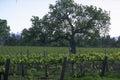 vineyard tuscany oak 1980s 1990s A4 Photo Print