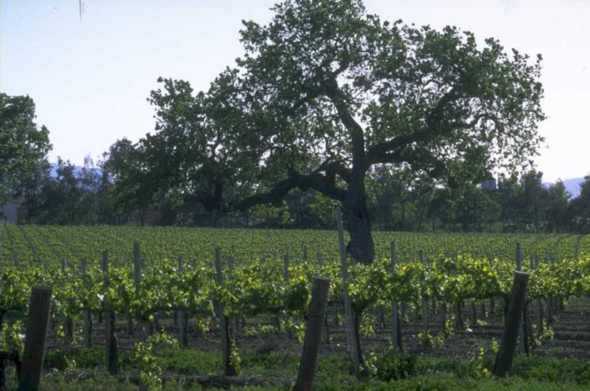 vineyard tuscany oak 1980s 1990s A4 Photo Print