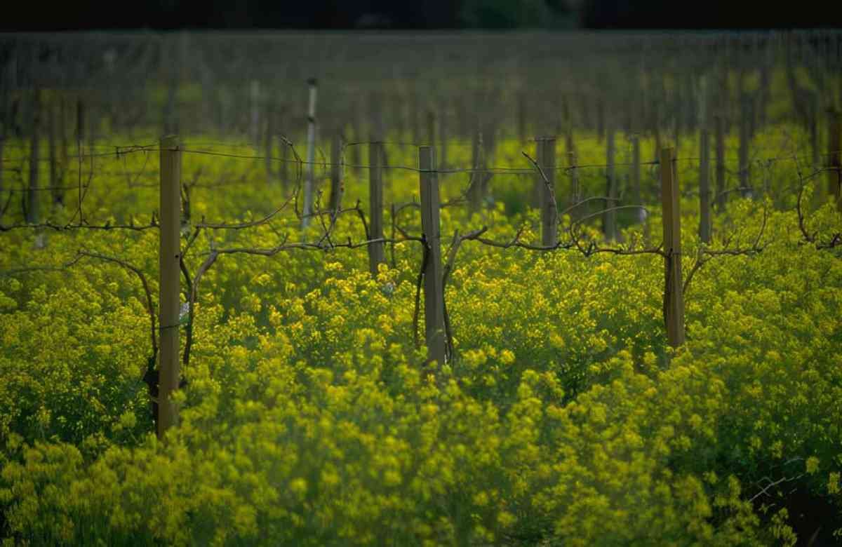 vineyard yellow flowers A4 Photo Print