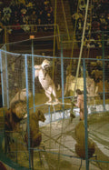 vintage circus monkey Vintage A4 Photo Print