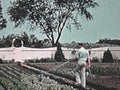 vintage garden 19571980s 1990s A4 Photo Print