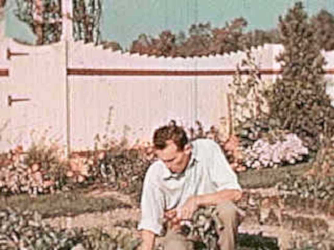 vintage gardener roses1980s 1990s A4 Photo Print