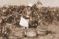 vintage grape harvest Vintage world war A4 Photo Print