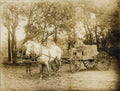 vintage horse cart Vintage world war A4 Photo Print