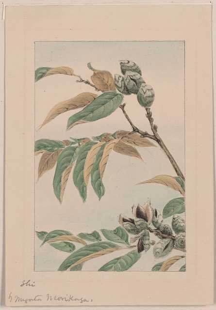 vintage japan japanese woodblock 01075v A4 Photo Print