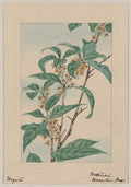 vintage japan japanese woodblock 01189v A4 Photo Print