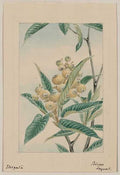 vintage japan japanese woodblock 01190v A4 Photo Print