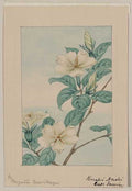 vintage japan japanese woodblock 01200v A4 Photo Print