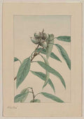 vintage japan japanese woodblock 01201v A4 Photo Print