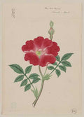 vintage japan japanese woodblock 01205v A4 Photo Print