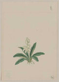 vintage japan japanese woodblock 01211v A4 Photo Print