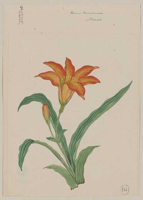 vintage japan japanese woodblock 01249v A4 Photo Print