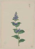 vintage japan japanese woodblock 01250v A4 Photo Print