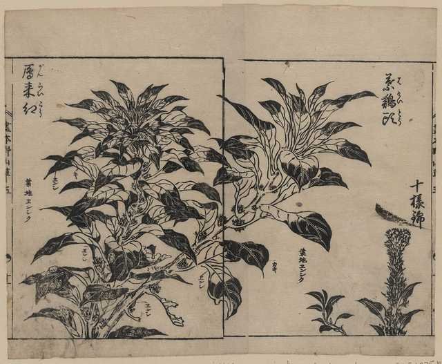 vintage japan japanese woodblock 02417v A4 Photo Print