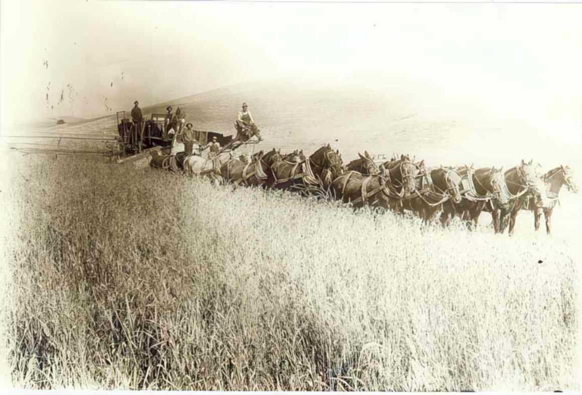 vintage reaper wheat Vintage world war A4 Photo Print