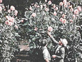 vintage roses men1980s 1990s A4 Photo Print