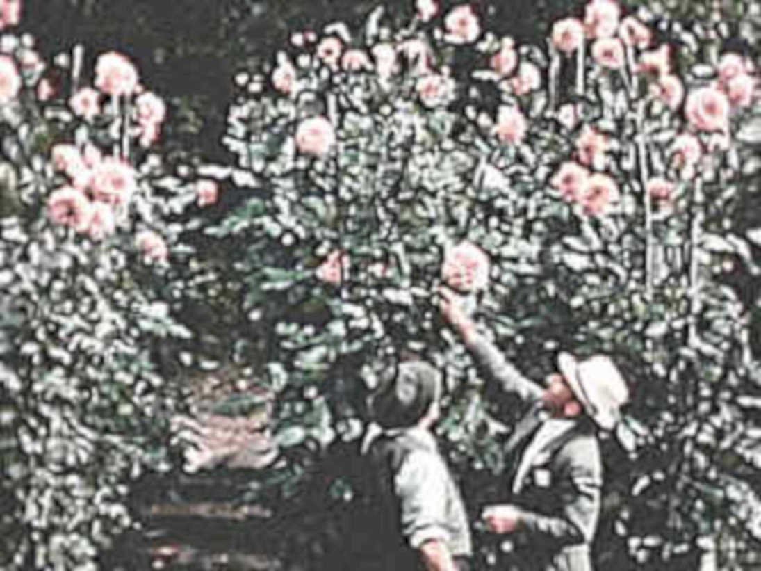 vintage roses men1980s 1990s A4 Photo Print