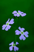 violets flowers stem1980s 1990s A4 Photo Print