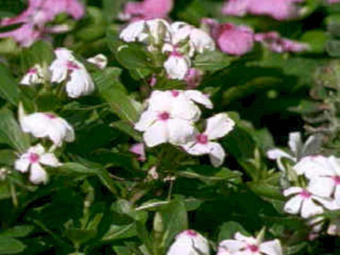 violets garden flowers1980s 1990s A4 Photo Print