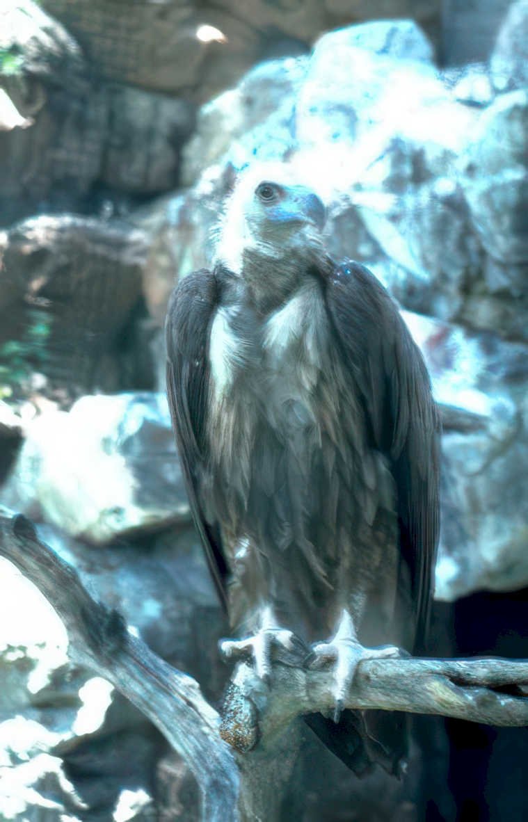 vulture portrait rocks Vintage A4 Photo Print
