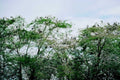 vultures acacia trees1980s 1990s A4 Photo Print