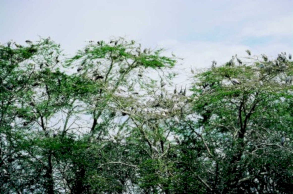 vultures acacia trees1980s 1990s A4 Photo Print