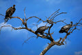 vultures savanna branch1980s 1990s A4 Photo Print