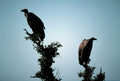 vultures savanna silhouette1980s 1990s A4 Photo Print