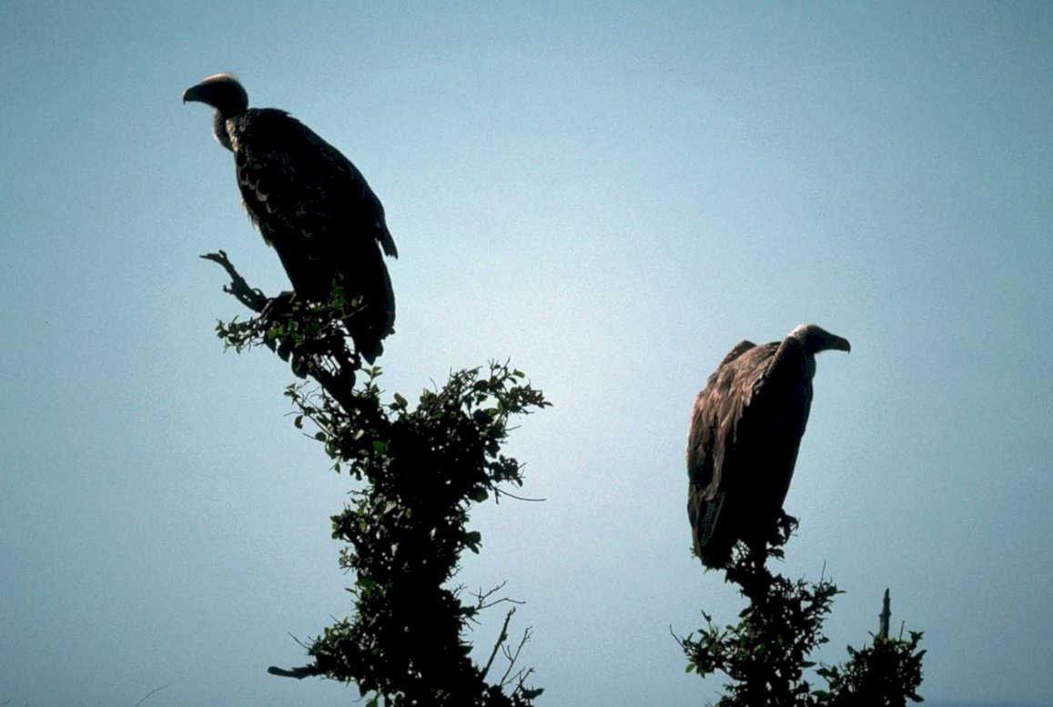 vultures savanna silhouette1980s 1990s A4 Photo Print