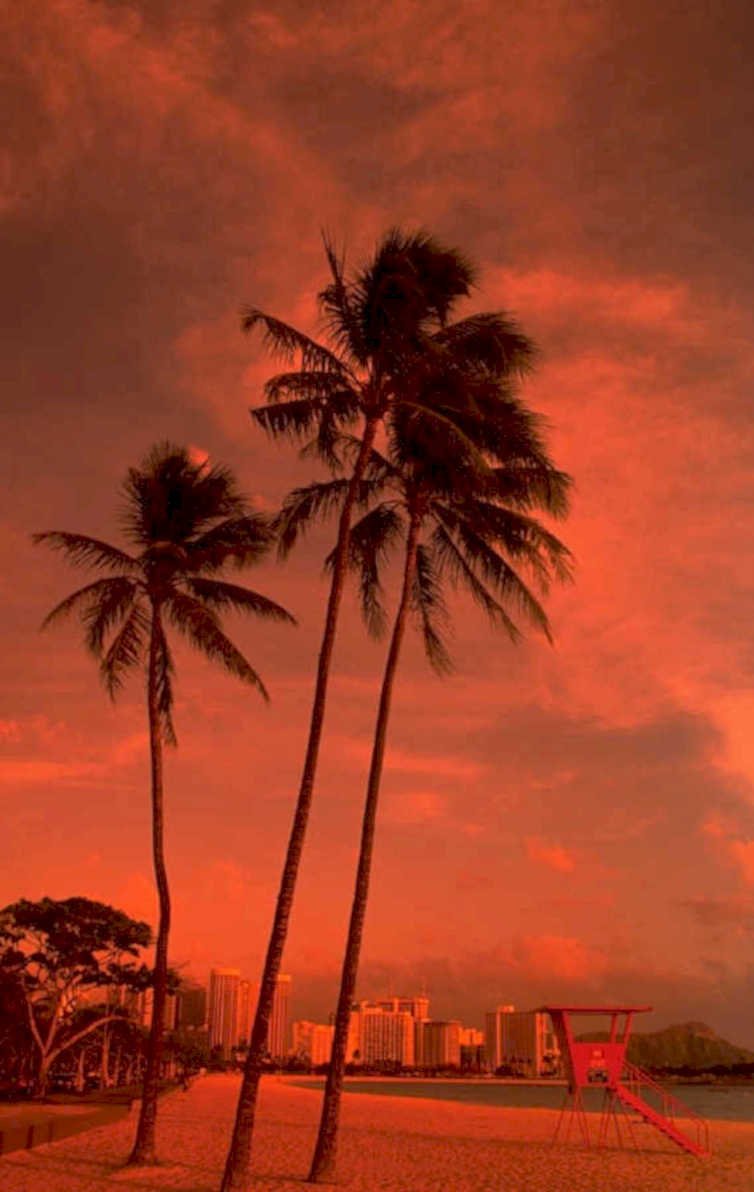 waikiki sunset palm 1980s 1990s A4 Photo Print